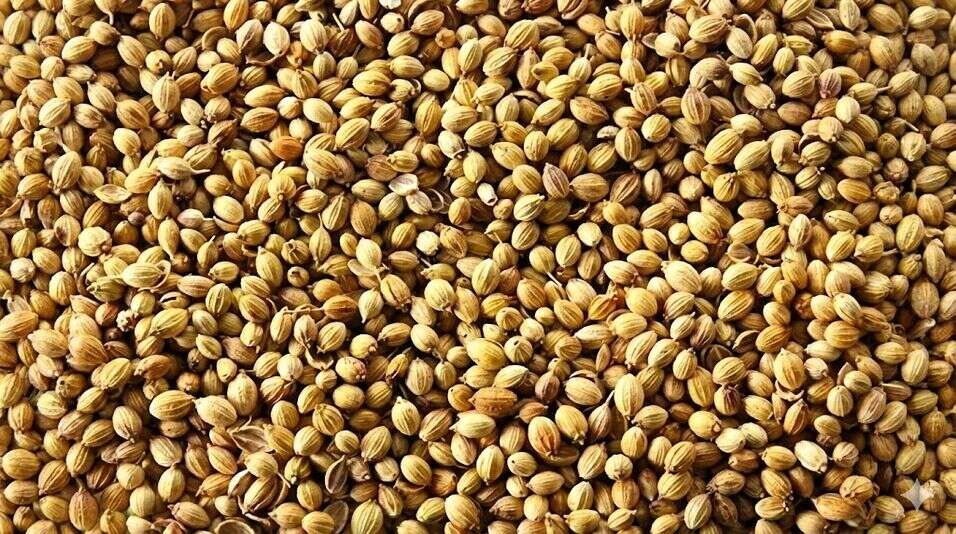 Coriander mandi price in Bihar